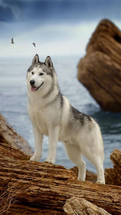 头像图片2024最火爆