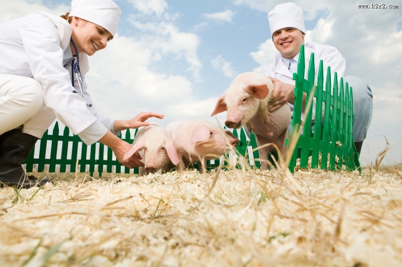 抱着猪的兽医图片