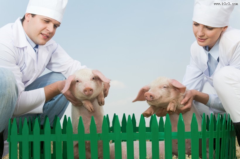 抱着猪的兽医图片