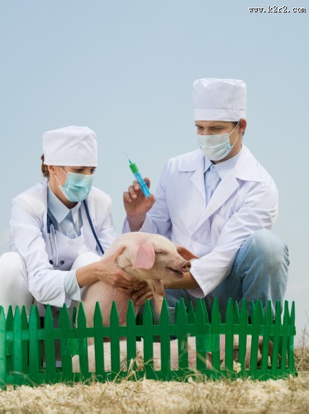 抱着猪的兽医图片