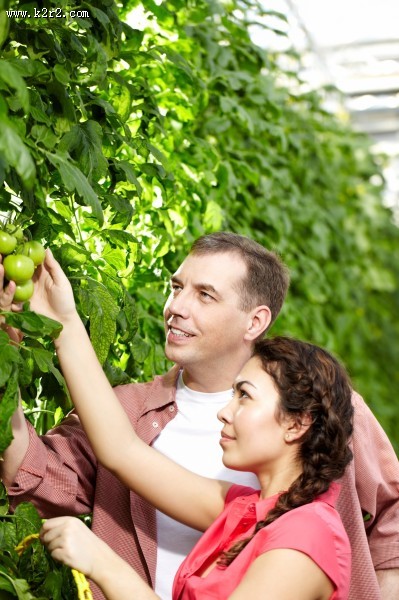 采摘蔬果的农民图片