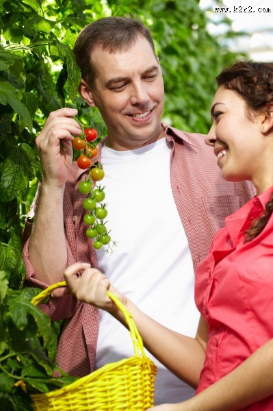 采摘蔬果的农民图片