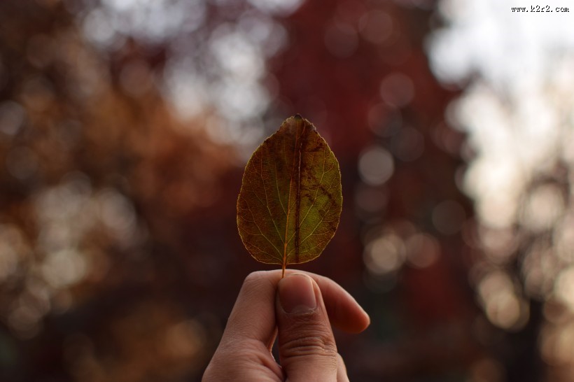 手里拿着一片叶子的人图片