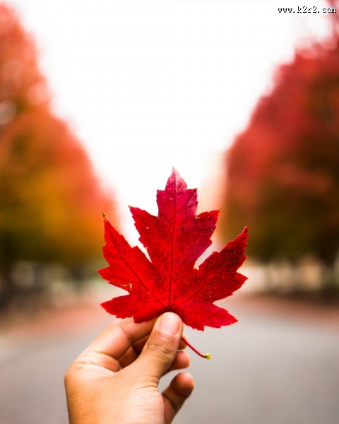 手里拿着一片叶子的人图片