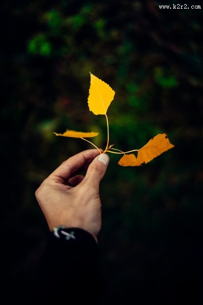 手里拿着一片叶子的人图片