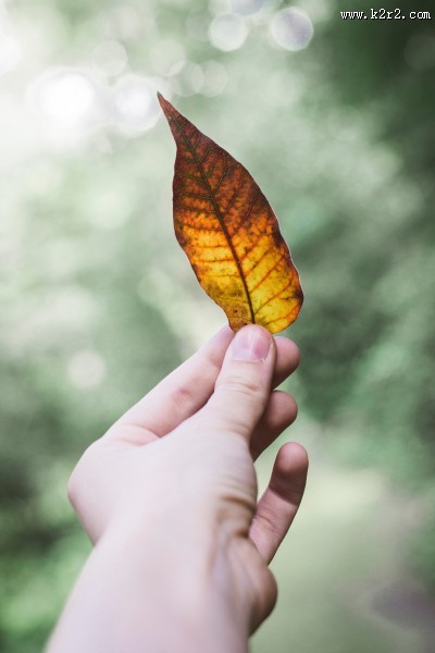 手里拿着一片叶子的人图片