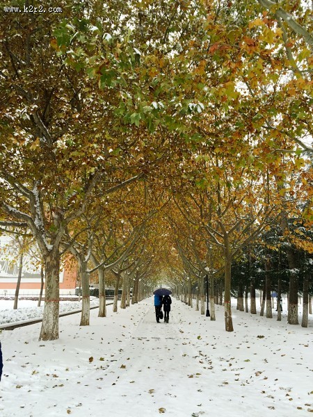 走在雪地的图片