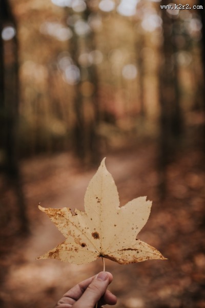 手拿落叶的人物图片