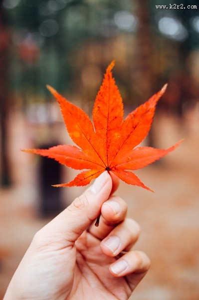 手拿落叶的人物图片