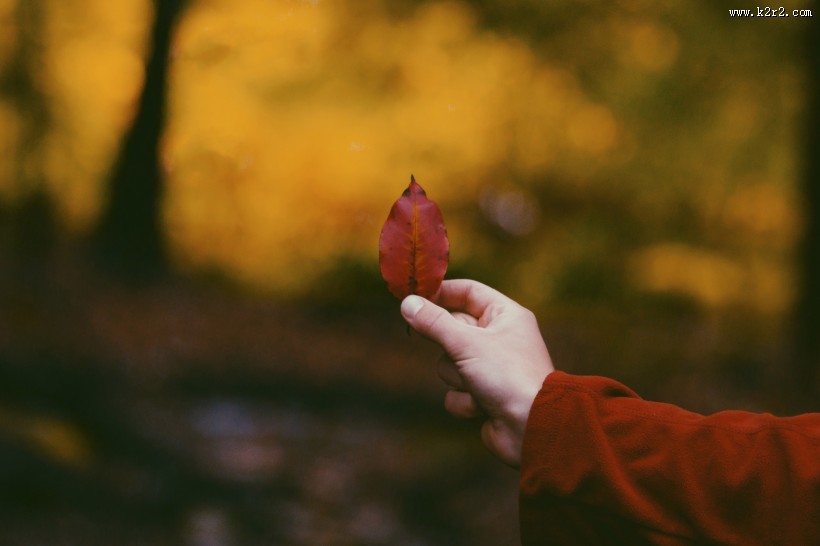 手拿落叶的人物图片