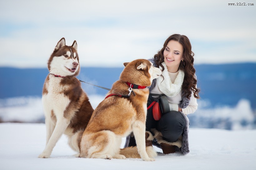 欧美美女和哈士奇玩耍图片