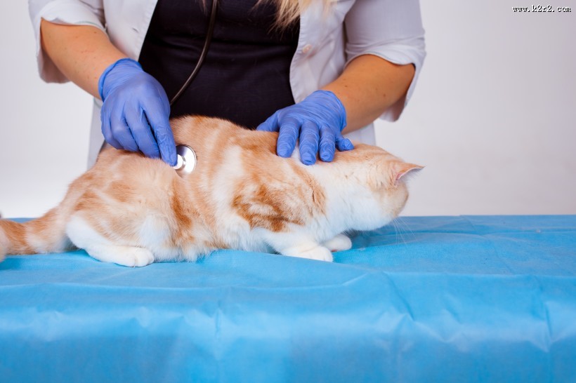 兽医治疗宠物的图片