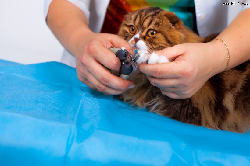 兽医治疗宠物的图片