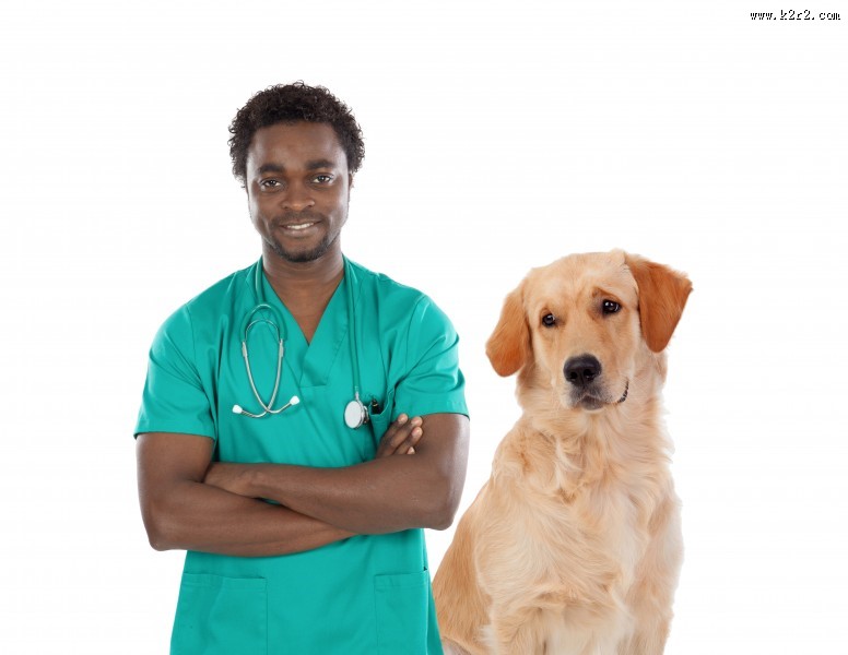 兽医治疗宠物的图片