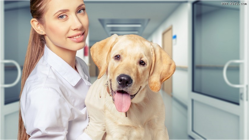 兽医治疗宠物的图片