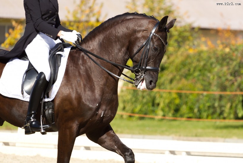 美女训马师图片