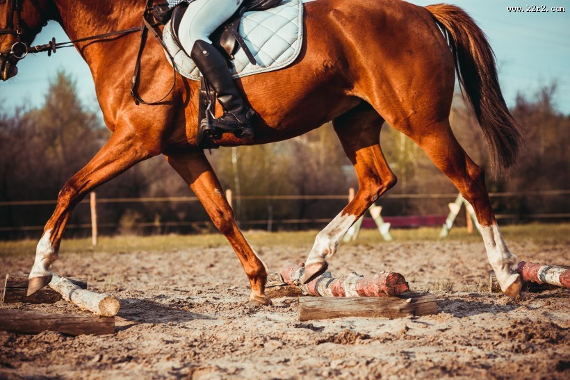 美女训马师图片