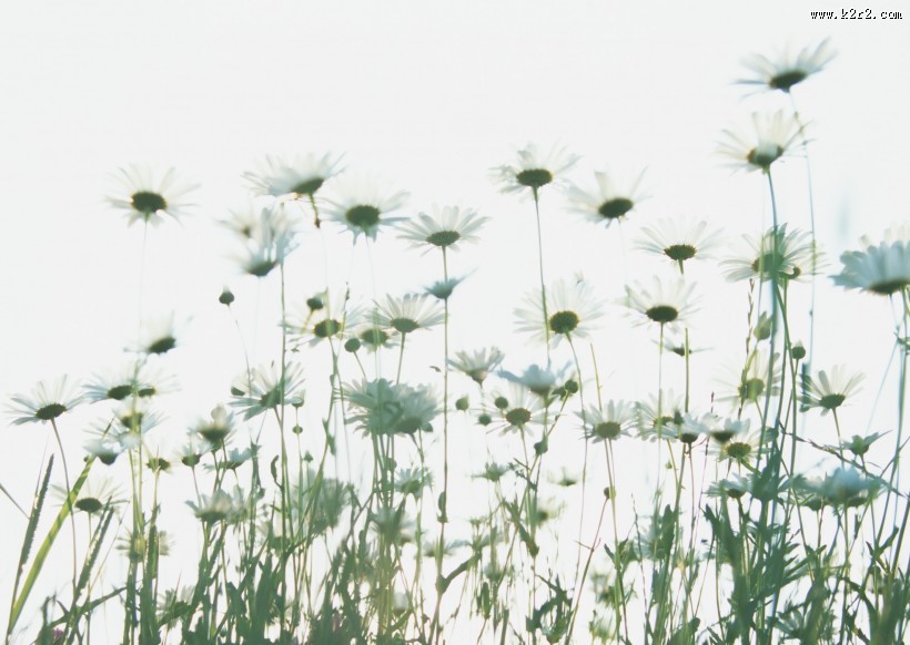 草地玩耍女性图片