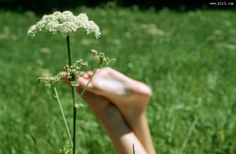 和宠物草地玩耍图片