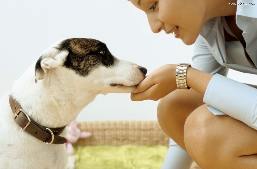 和宠物在家生活图片