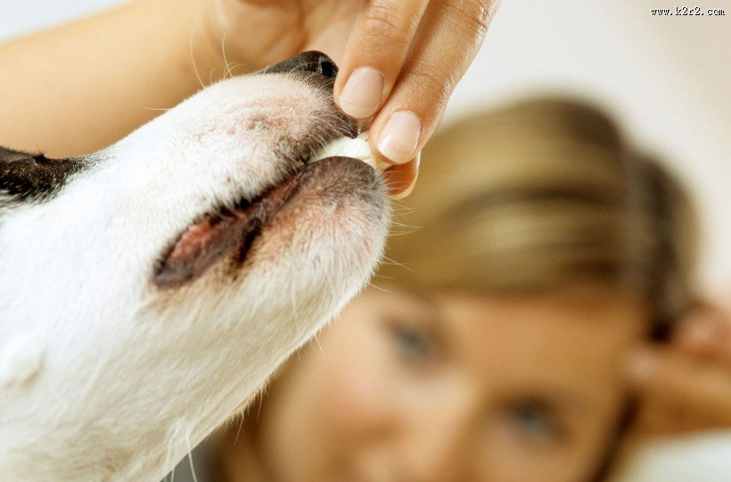 和宠物在家生活图片