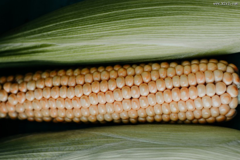 饱满圆润的玉米图片