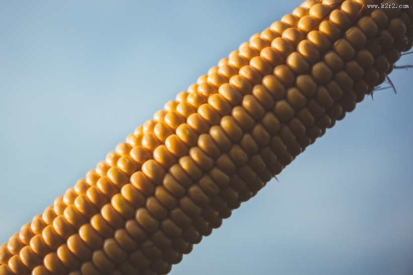 饱满圆润的玉米图片