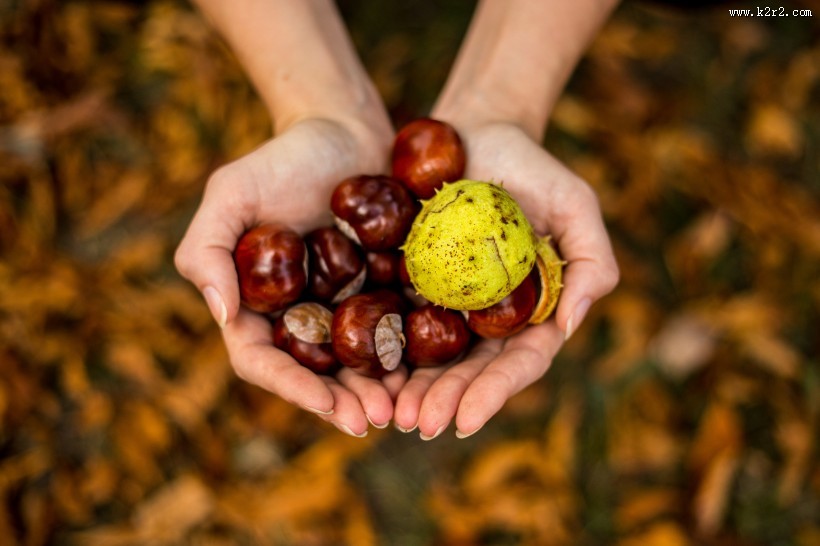新鲜的板栗图片大全
