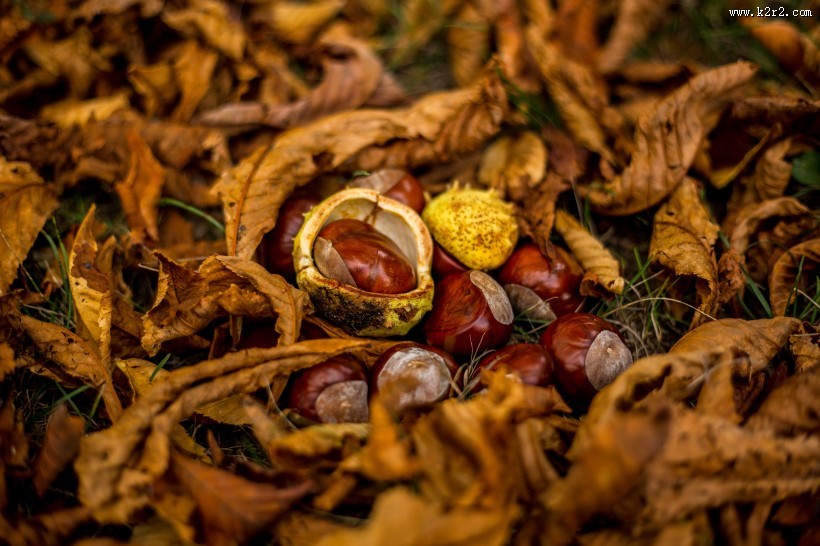 新鲜的板栗图片大全