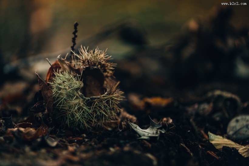 新鲜的板栗图片大全