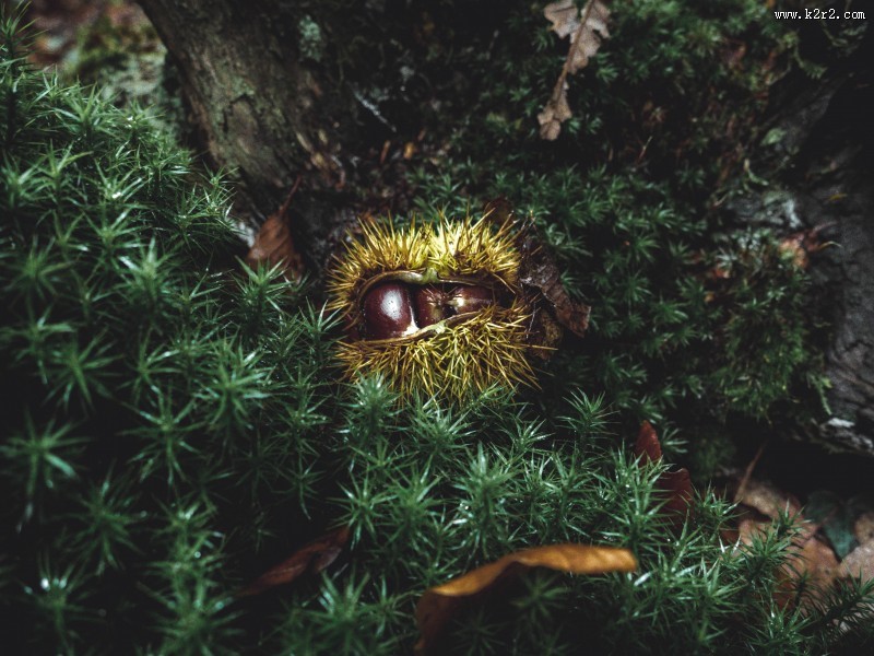 新鲜的板栗图片大全