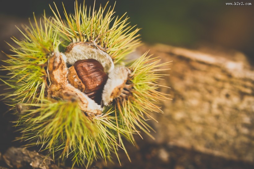 新鲜的板栗图片大全