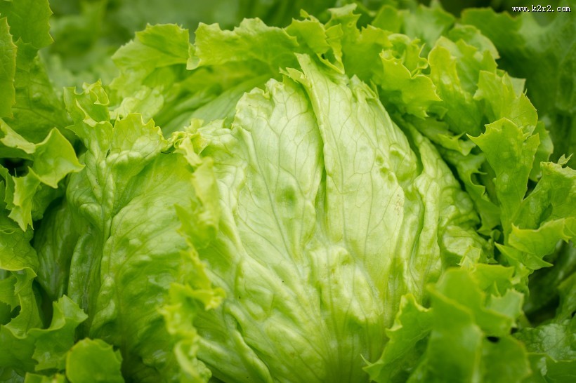 绿色新鲜的蔬菜图片