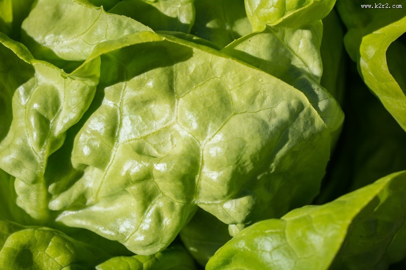 绿色新鲜的蔬菜图片