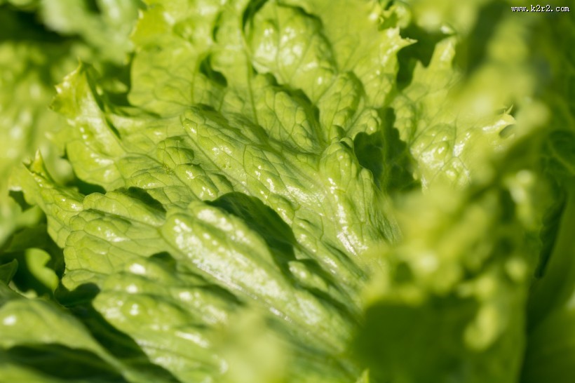 绿色新鲜的蔬菜图片