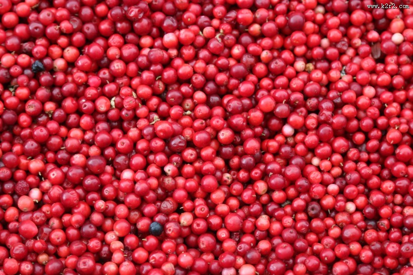 樱桃的特写图片大全