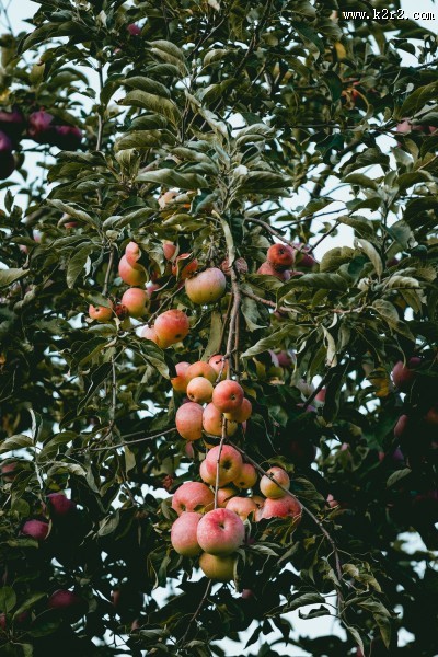 挂在树上的苹果图片