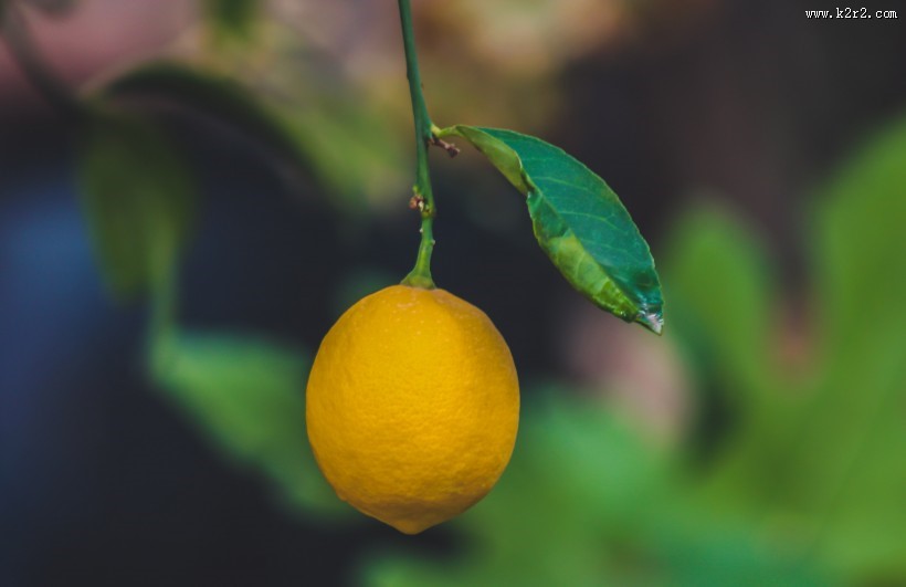 挂在树上的柠檬图片