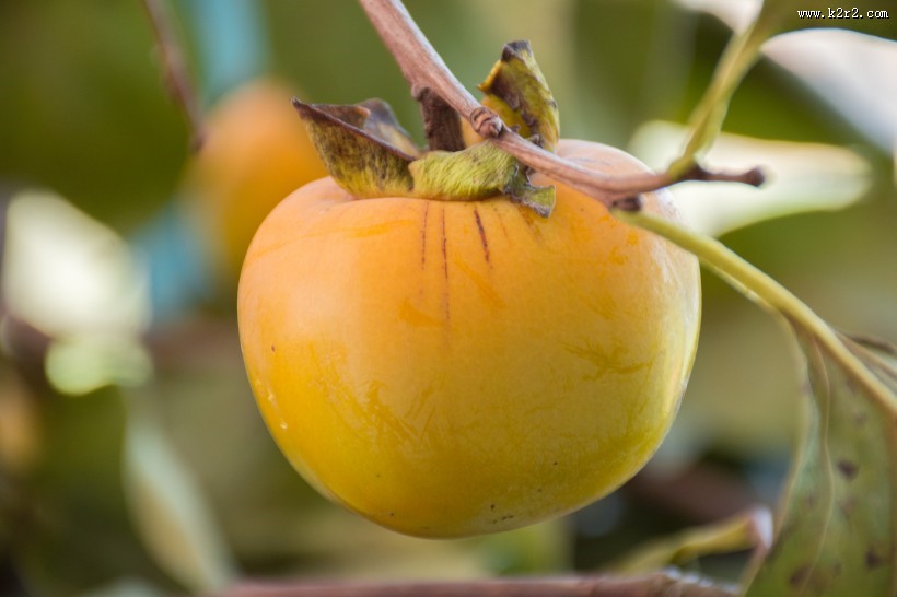 黄色香甜有营养的柿子图片