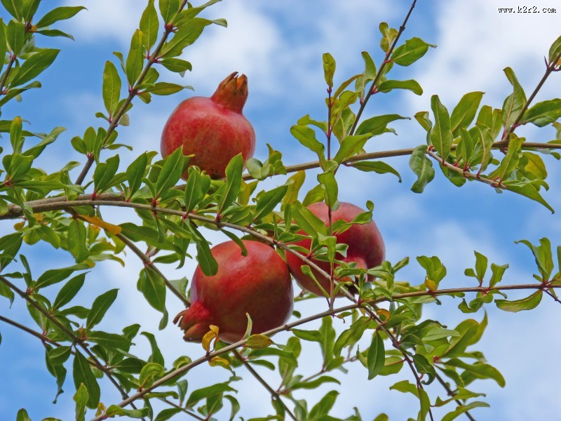 树上还未采摘的石榴图片