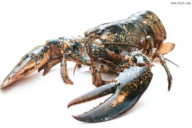外壳坚硬的龙虾图片