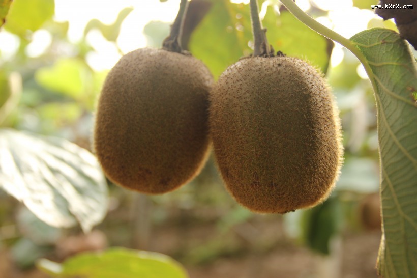 挂到树上的已经成熟等待采摘的猕猴桃图片