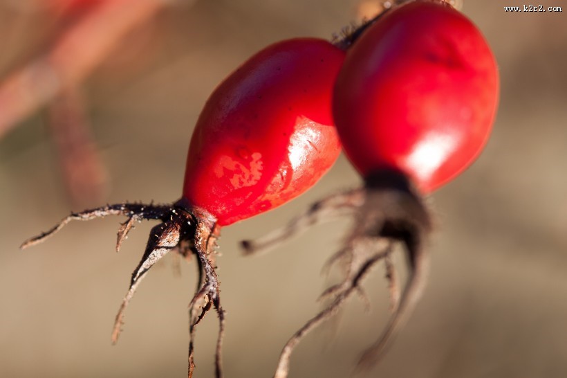红色野生的玫瑰果图片