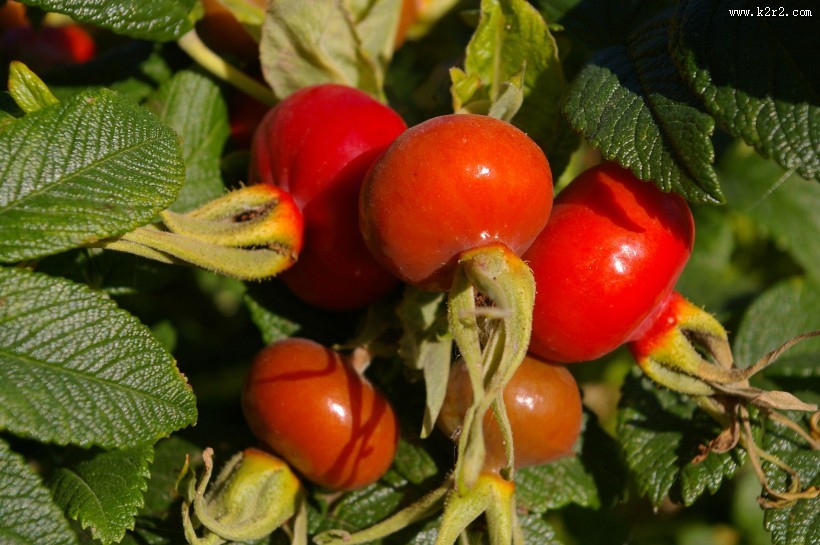 红色野生的玫瑰果图片