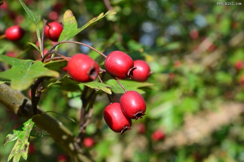 红色野生的玫瑰果图片