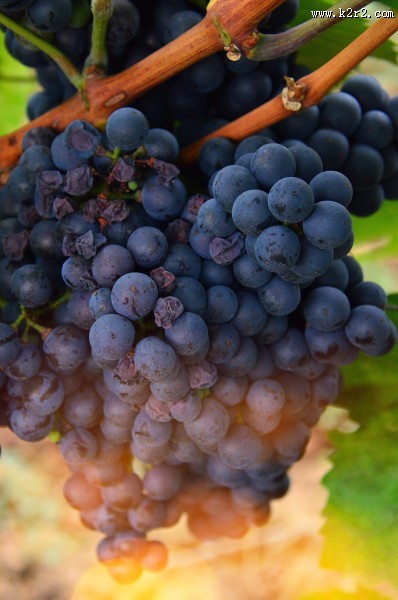 葡萄藤上的葡萄图片大全