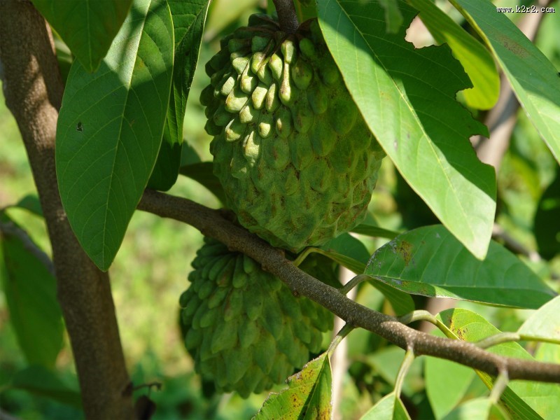 清甜的释迦果图片