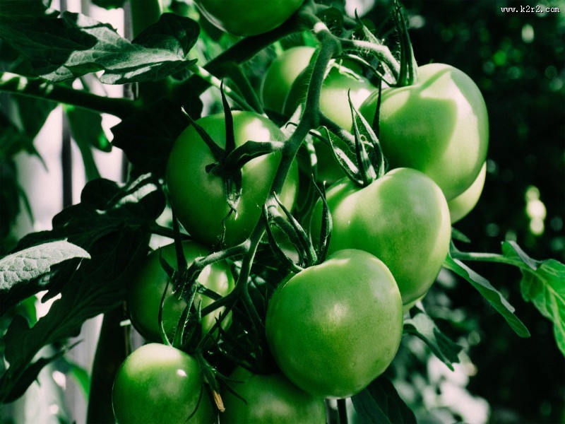 富含营养的番茄图片