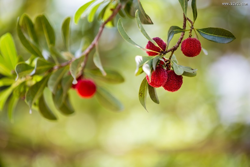 红色甘甜的慈溪杨梅图片大全