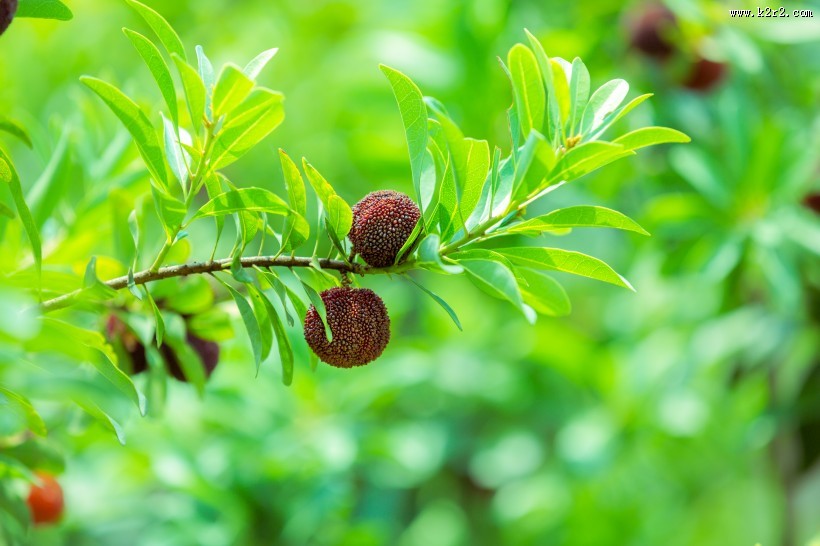 红色甘甜的慈溪杨梅图片大全